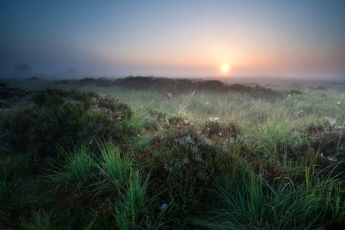 Morning Meadow, Sunrise Meadow, Awakening Vision, Morning Sunrise